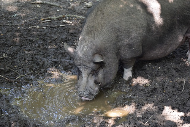 争夺桂冠 争夺桂冠
